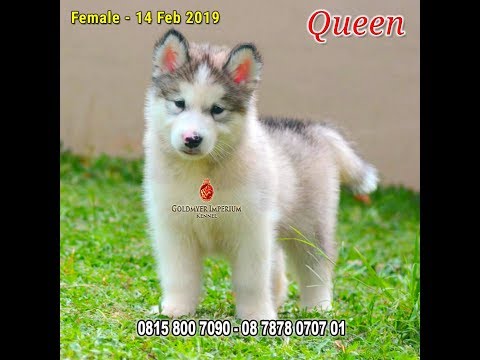 Jual Anjing Anjing Dijual Alaskan Malamute Puppy Queen Youtube