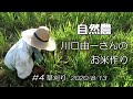 【自然農】川口由一さんのお米作り♯４草刈り 2020/8/13　[Natural farming] Kawaguchi's rice making ♯4