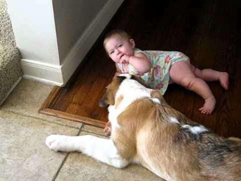 baby saint bernard puppies