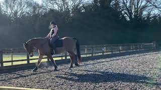 Dressage to Music Novice Freestyle Lauren Saunders - Cesar Romeo February 2021