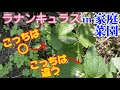 家庭菜園でいつの間に【ラナンキュラス】【園芸のぶチャンネル】【サラセレネ】【ラナンキュラスラックス】