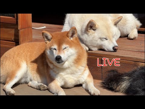 시바견 곰이탱이여우 <strong>Shiba</strong> GTY 라이브 스트리밍 중