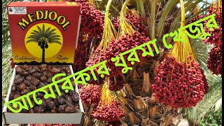 আমেরিকার ক্যালিফোর্নিয়ার বিখ্যাত মেজল খোরমা খেজুর/Medjool dates California USA