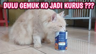 4 PENYEBAB KUCING KURUS