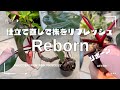 【フィロデンドロン】むらかみ園芸直伝！大きくなって困った株を再生する方法《茎伏せ/取り木》ピンクプリンセス/ヒメモンステラ/アイビーフラワーズ長久手/