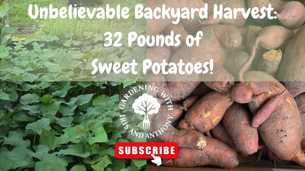 How Many Pounds Are In A Bushel Of Sweet Potatoes