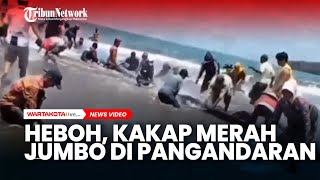 HEBOH di Pangandaran, Ikan Kakap Merah Jumbo Bertebaran