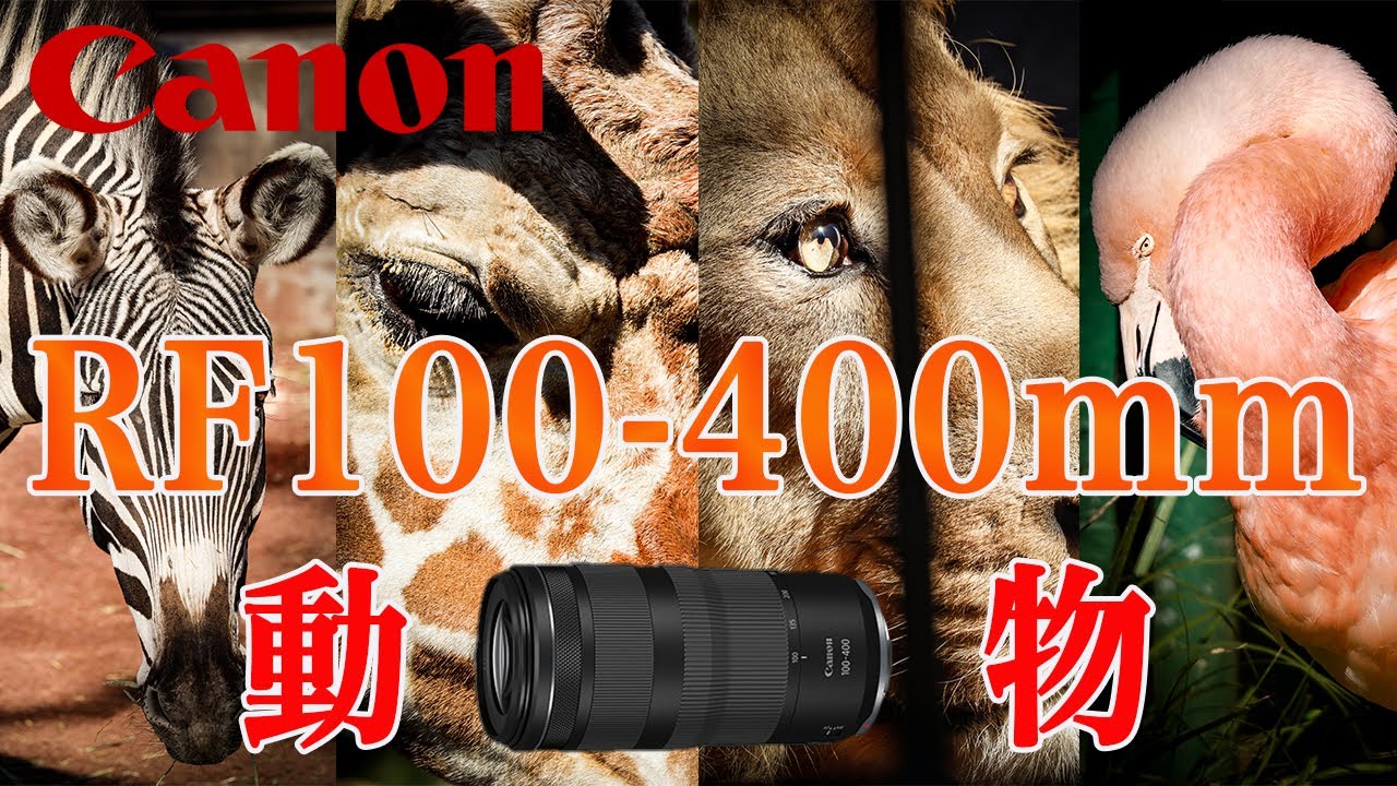 The RF100-400mm F5.6-8 IS USM is perfect for zoos. - YouTube