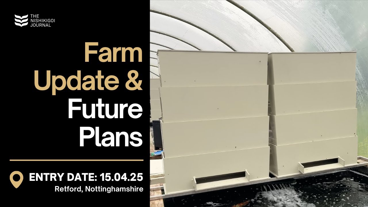 What It Takes to Run a Koi Farm This Time of Year | T.N.J. | EP 