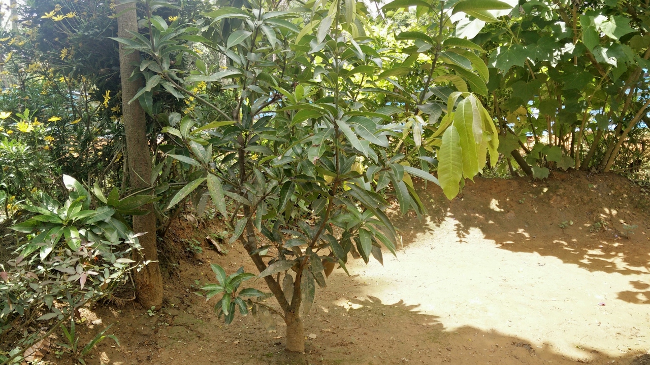 How To Replant A Mango Tree Effectively | Safely Replant A Mango Plant ...