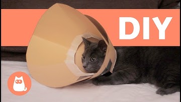 How to Make an Elizabethan Collar for Your Pet