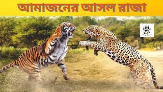 আমাজনের রাজা জাগুয়ার || amazing facts about jaguar | part-1 | wild extra by Wild Extra 135 views 1 year ago 4 minutes, 30 seconds