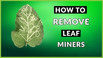 Hoe bladmineerders te verwijderen - 3 eenvoudige stappen