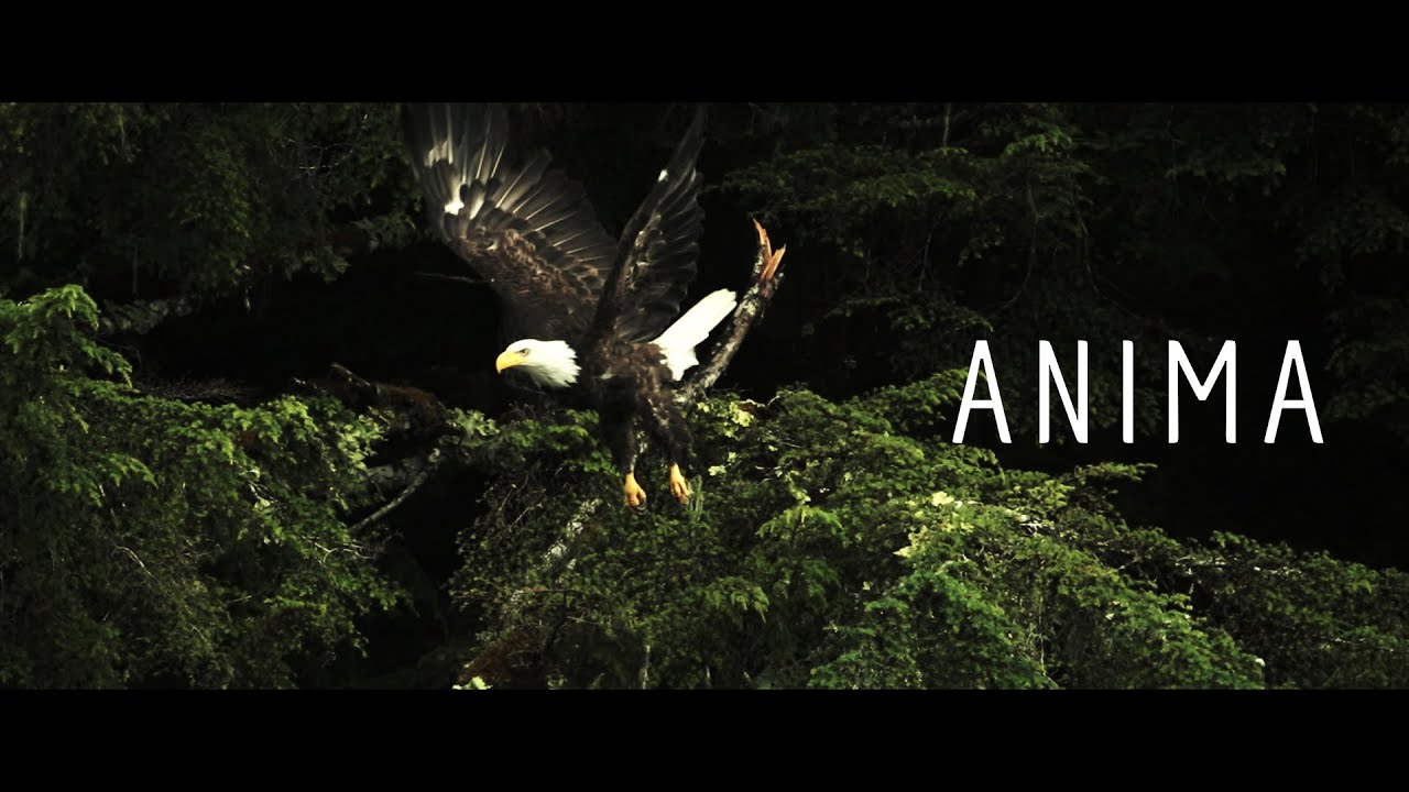 Anima (Ricordati di Te)