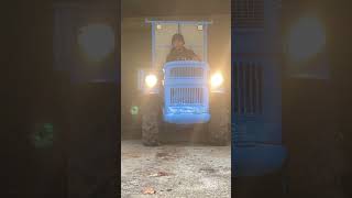 Vai Di Legna Con Il Trattore