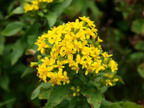 伊吹山11 08 28 Youtube