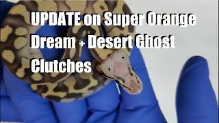 UPDATE of Super Orange Dream + Desert Ghost