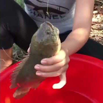 Ngeri coy ikan betok terbesar