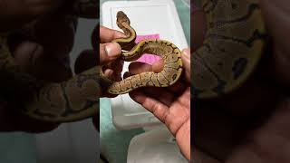 Celebrity Super Stripe X Spinner Clutch Update 2021’ - Recorded in 4K 60 Profile