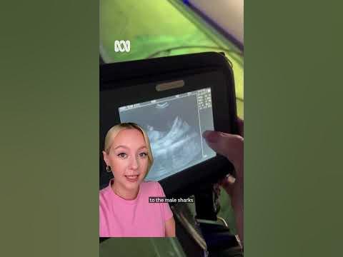 Stingray becomes pregnant without a male | ABC News
