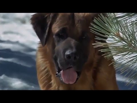 Video: Conoce a Mango: El primer perro de terapia dental de Ontario