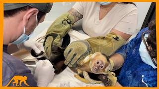 Fighting to Save Electrocuted Monkeys in Costa Rica