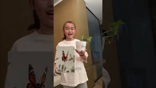 Doris养的向日葵发芽了，浇水、晒太阳、耐心照顾。她就像小太阳，走到哪里，哪里就有向上生长的力量。#Doris #叶海洋 @叶海洋（迪仕艾普）