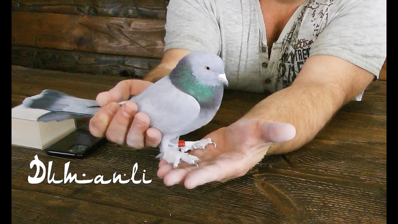 Думанли (Dumanli)... Часть 4