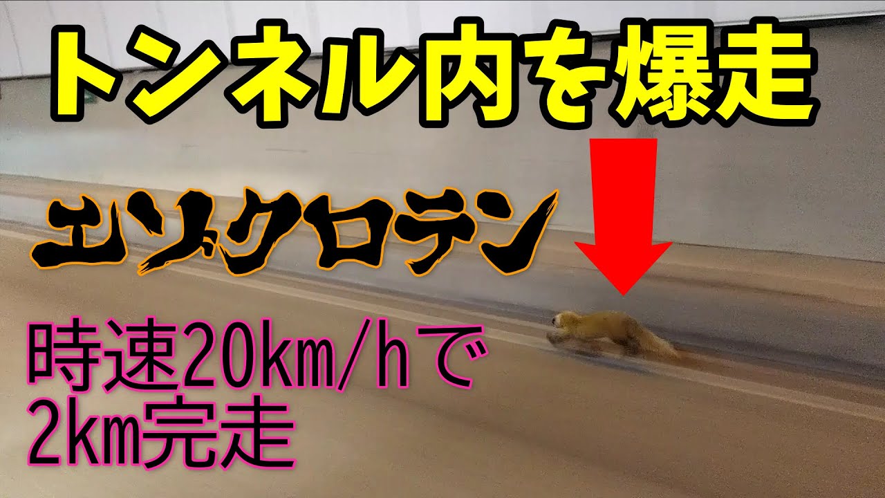 2km以上あるトンネル内を出口まで爆走する「エゾクロテン」の持久力がヤバい!!!