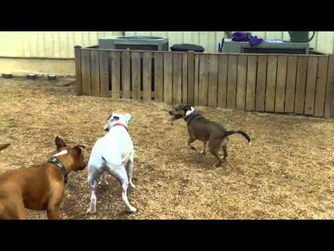 Ham, Trip, Frisco, Sazzy and crew
