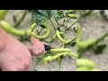 LIVE: POWERFUL AUTOMATIC MACHINE DIGGING RARE SOIL WITH INSANE SPEED!