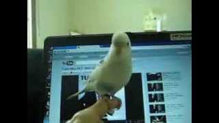 Kuşu Cicican Ankara Oyun Havası Oynuyor