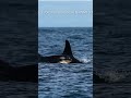 K-47 The New Member of K-POD. Every birth a miracle. All Photo Credit to: Center for Whale Research