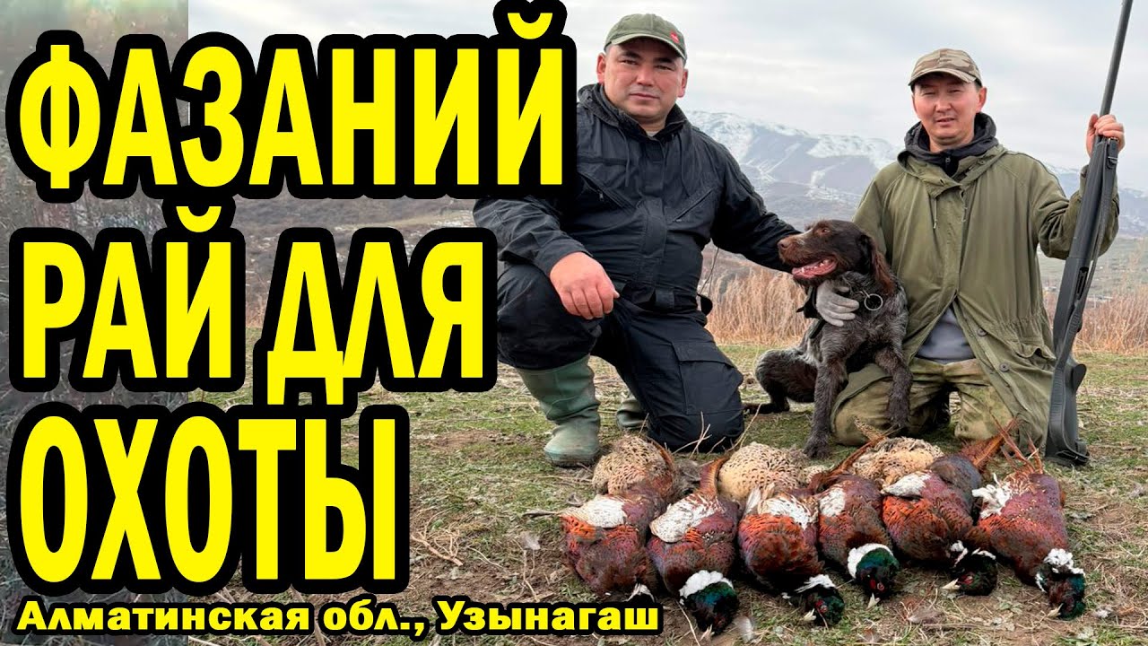БОГАТАЯ ОХОТА НА ФАЗАНА. НОЯБРЬ 2025 
