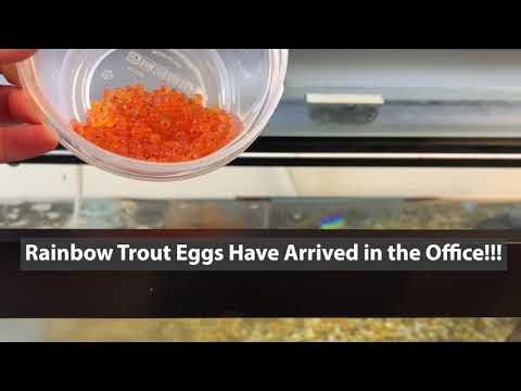 Rainbow Trout Eggs Have Arrived at the SPSSEG Office for 2024 
