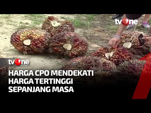 Harga CPO Meroket, Harga Dibuka 4.993 Ringgit Ton | Kabar Pasar tvOne