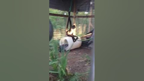 Monkeying around with the spiders!