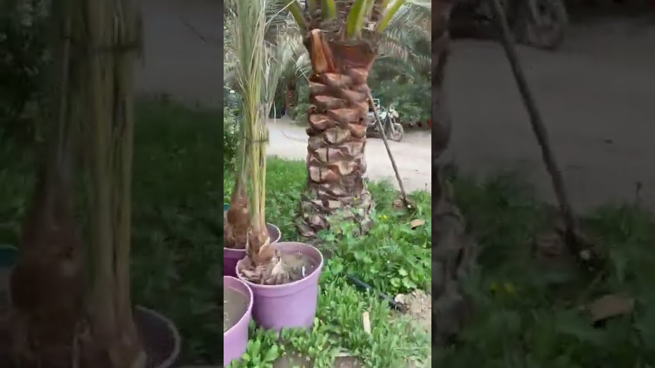 فسائل البرحي والمجهول عملاقه من مزارع الامير🌴ادعموا وشجعوا بزراعة النخيل بلايك مشاركة واشتراك للقناة