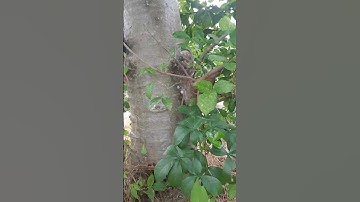 Bibit Pohon Langka Unik #pohon #pohonlangka #bibitpohon #shorts