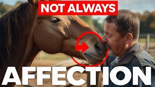Why Horses Nudge People Its Not Always Affection