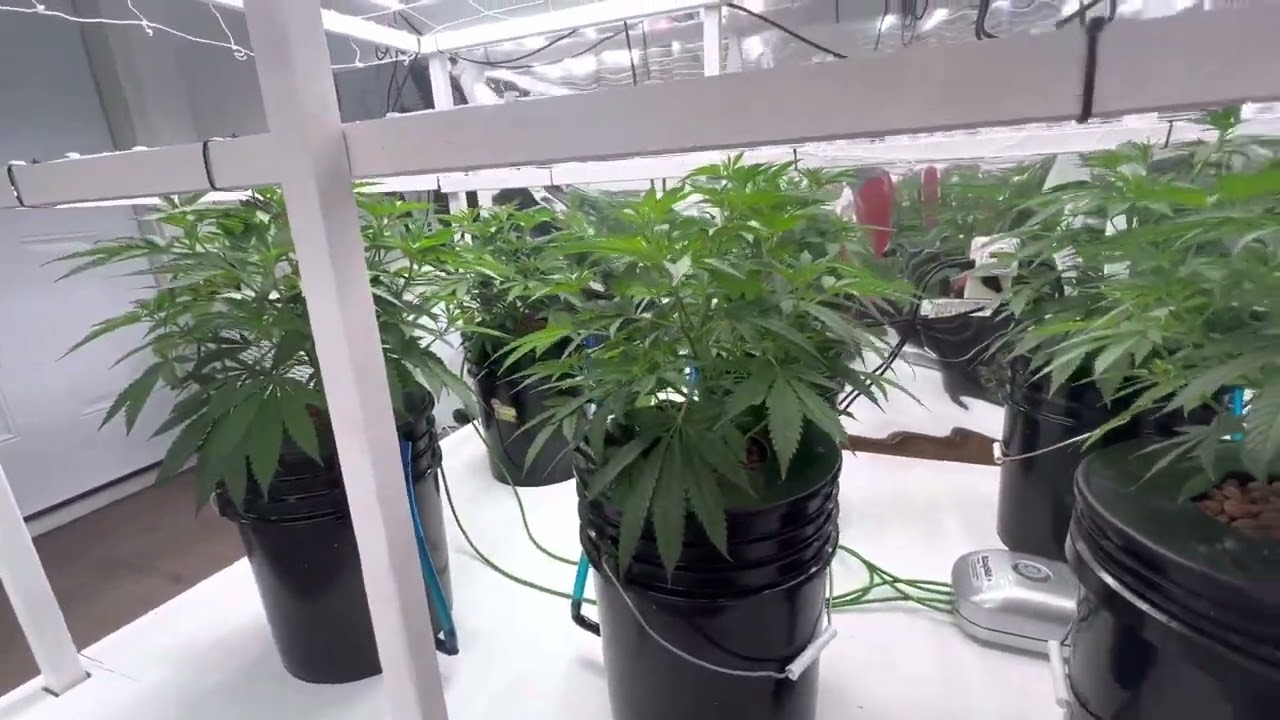 DWC week 3 veg ace killer og cannabis grow