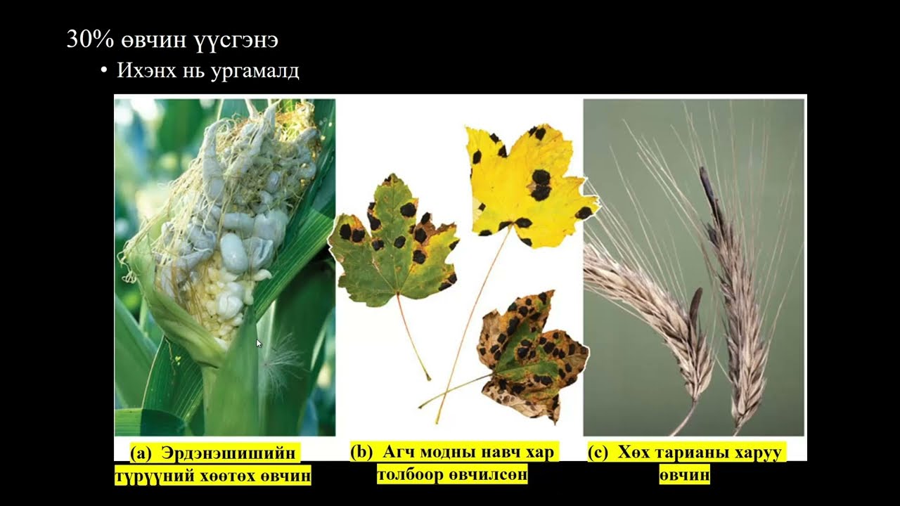 Биологийн хичээл №4 Мөөг