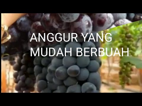 Video: Anggur Rizamat yang lazat dan sihat