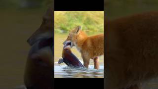 The salmon's death brought life to many animals, and the bald eagle even began its feast#wildlife