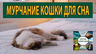 Мурчание кошки для сна и релакса
