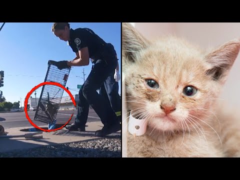 Video: Pet Scoop: Petugas Pemadam Kebakaran Penyelamat Dari Drain Pipe, Norway Membuat First Bee Highway