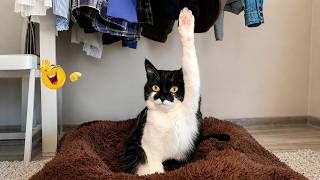 Best Cat Moments 🐈 | TRY NOT TO LAUGH – FUNNY Cat FAILS Compilation 😹😂