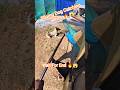 Street Dog Catching Best Videos #dog #best #dogwithpublicsafety #ytshorts