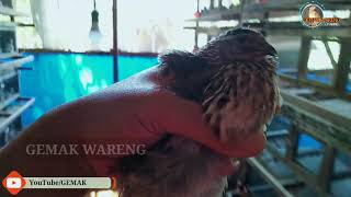 Cara membuat indukan Puyuh kualitas terbaik