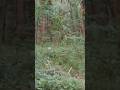 Deer Sightening in the woods #yeshuainthewoods #deerseason #deerhunting #deerfield